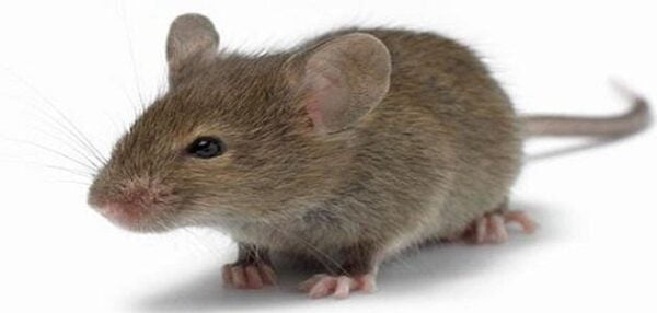 تفسير حلم قتل الفار في المنام لجميع الحالات