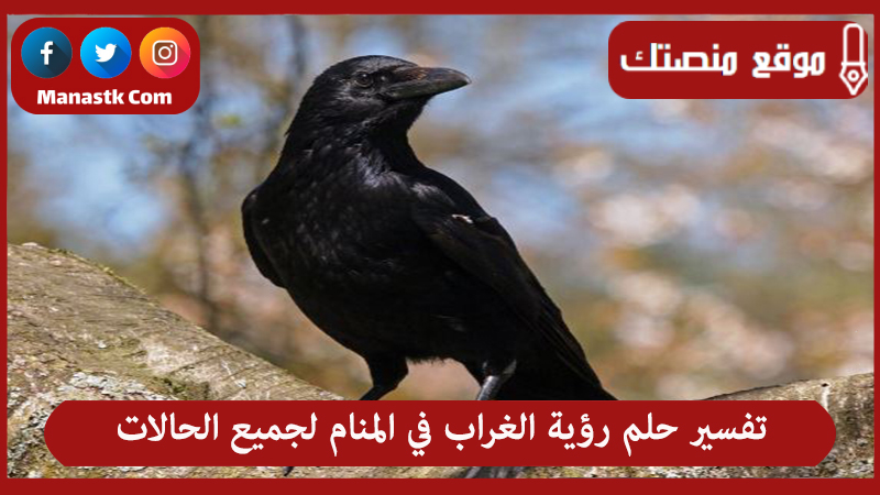 تفسير حلم رؤية الغراب في المنام لجميع الحالات