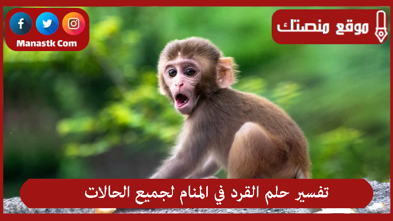 تفسير حلم القرد في المنام لجميع الحالات