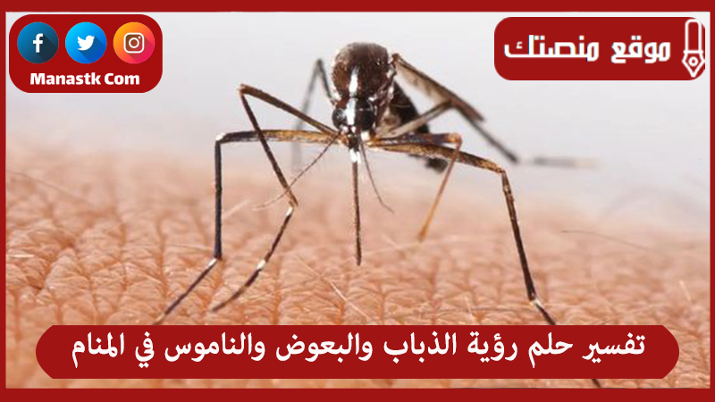تفسير حلم رؤية الذباب والبعوض والناموس في المنام للعزباء