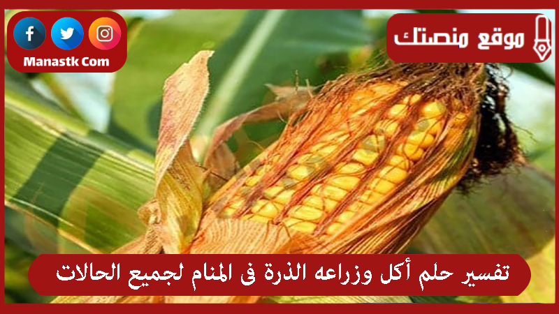 تفسير حلم أكل وزراعه الذرة فى المنام لجميع الحالات