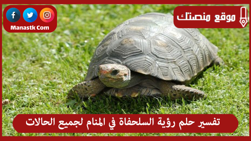 تفسير حلم رؤية السلحفاة في المنام لجميع الحالات
