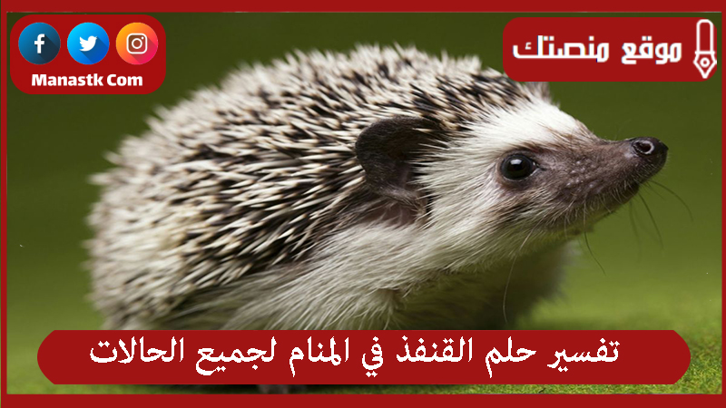 تفسير حلم القنفذ في المنام لجميع الحالات