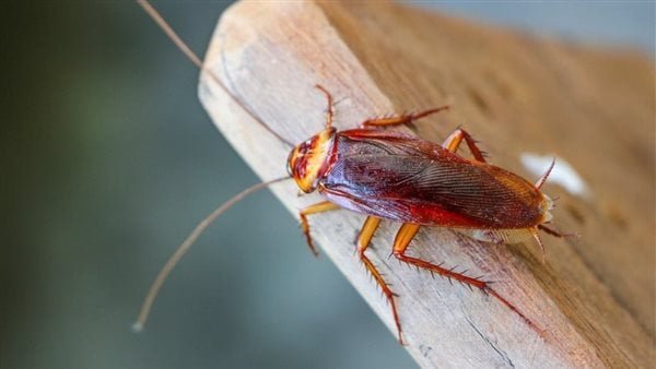 تفسير حلم الصراصير الصغيرة في المنام لجميع الحالات