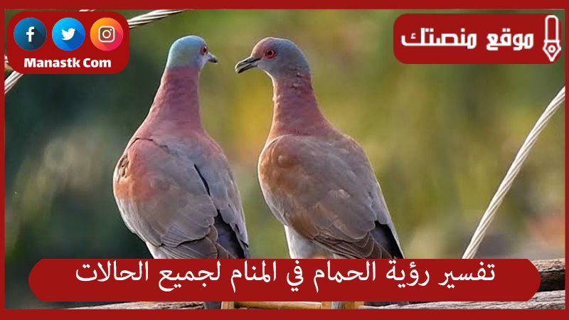 تفسير رؤية الحمام في المنام لجميع الحالات