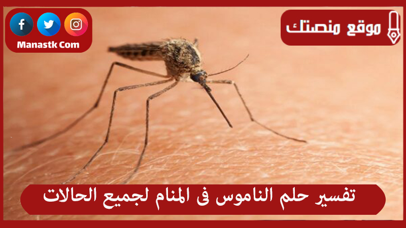 تفسير حلم الناموس فى المنام لجميع الحالات