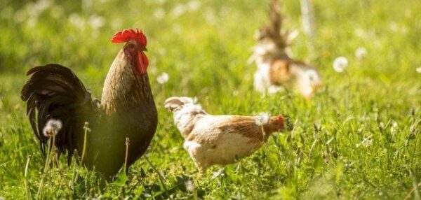 حيوان اخره حرف الجيم حيوانات تنتهي بحرف ج