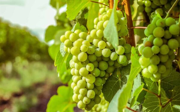 تفسير حلم رؤية العنب في المنام لجميع الحالات