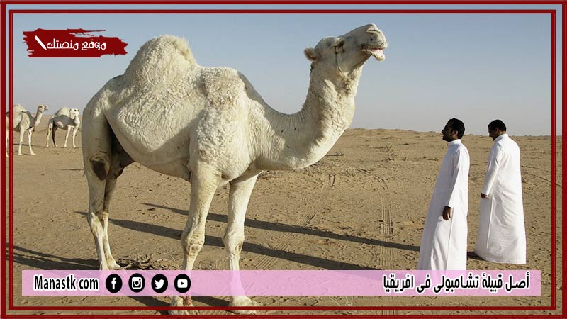 أصل قبيلة تشامبولي في افريقيا