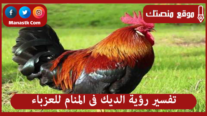 تفسير رؤية الديك فى المنام للعزباء