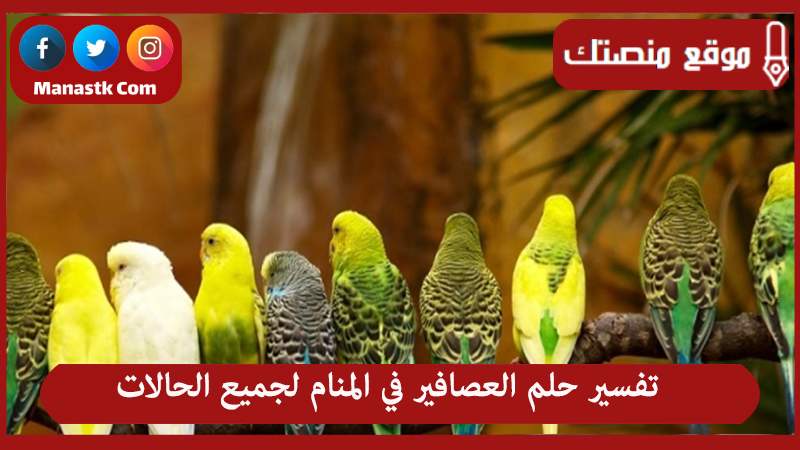 تفسير حلم العصافير في المنام لجميع الحالات