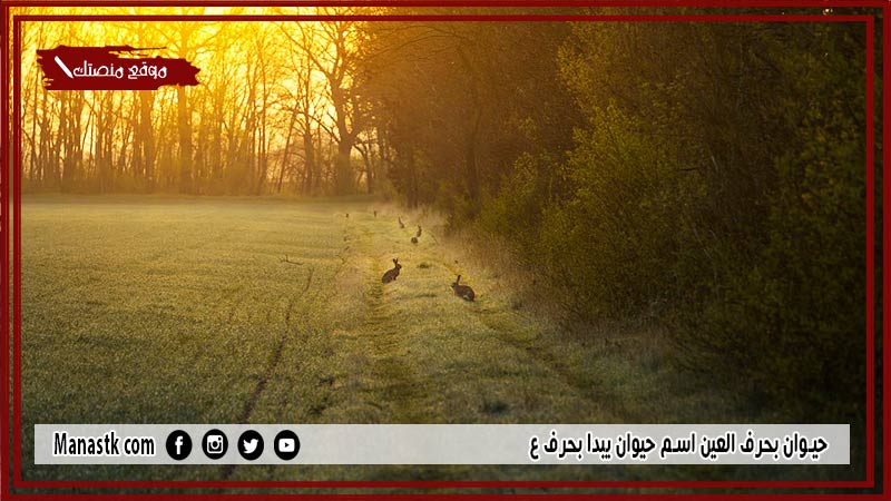 اسم حيوان بحرف ع العين والمعلومات عنه