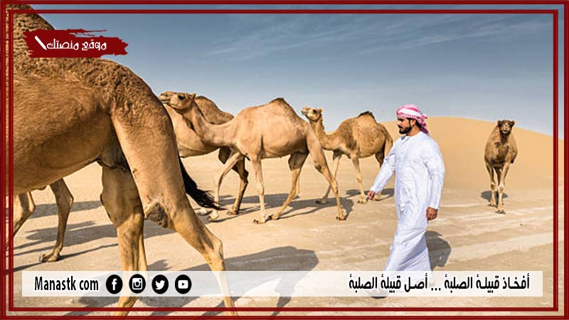 أفخاذ قبيلة الصلبة … أصل قبيلة الصلبة