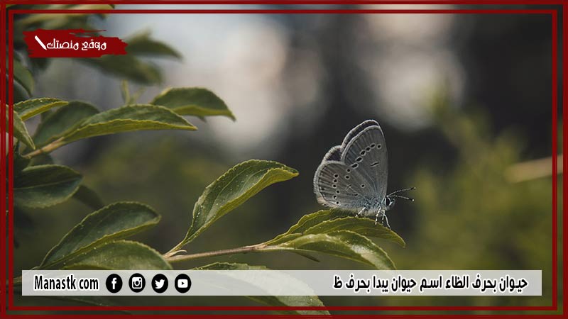 اسم حيوان بحرف الظاء ظ والمعلومات عنه