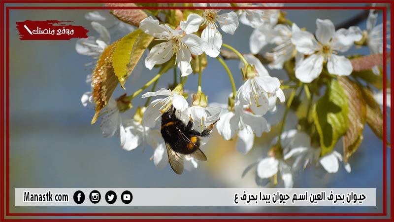 حيوان بحرف العين اسم حيوان يبدا بحرف ع