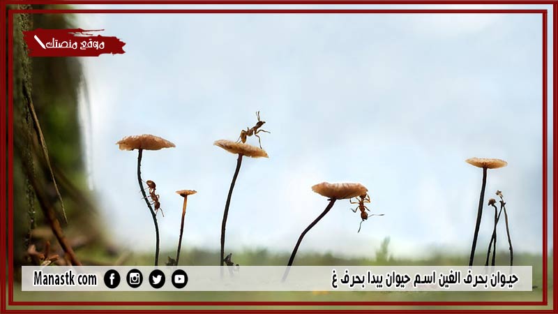 اسم حيوان بحرف غ الغين والمعلومات عنه