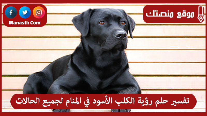 تفسير حلم رؤية الكلب الأسود في المنام لجميع الحالات