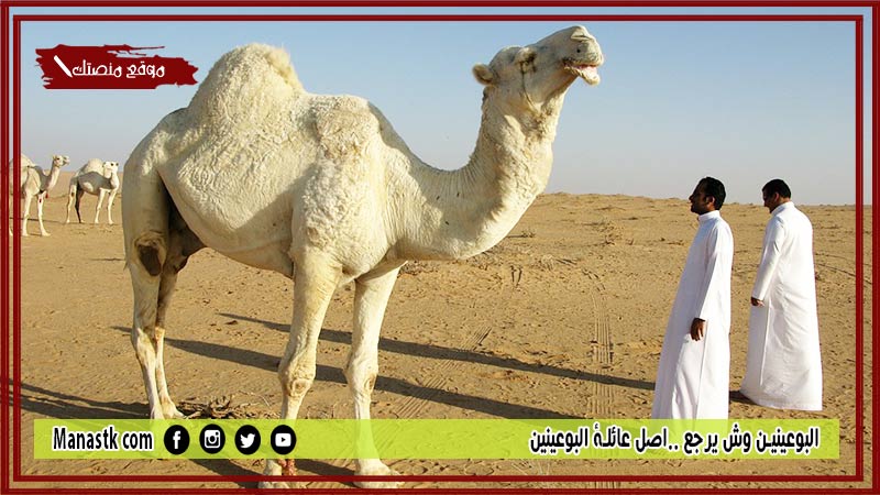 البوعينين وش يرجع ..اصل عائلة البوعينين