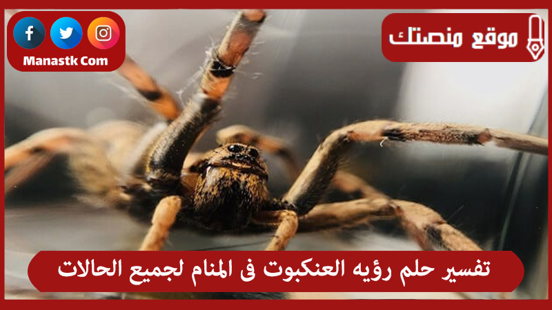 تفسير حلم رؤيه العنكبوت فى المنام لجميع الحالات
