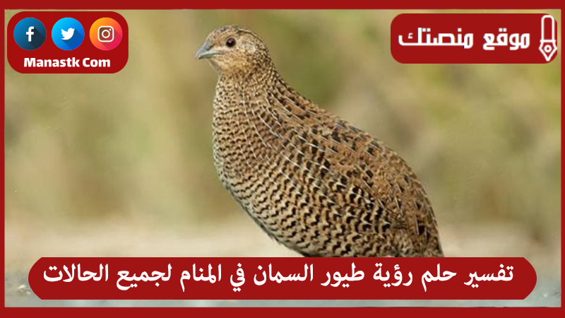 تفسير حلم رؤية طيور السمان في المنام لجميع الحالات