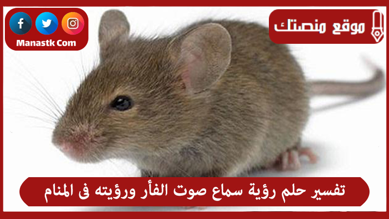 تفسير حلم رؤية سماع صوت الفأر ورؤيته فى المنام لجميع الحالات