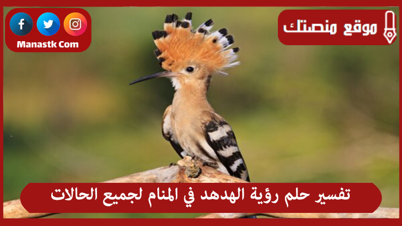 تفسير حلم رؤية الهدهد في المنام لجميع الحالات