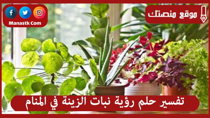 تفسير حلم رؤية نبات الزينة في المنام لجميع الحالات