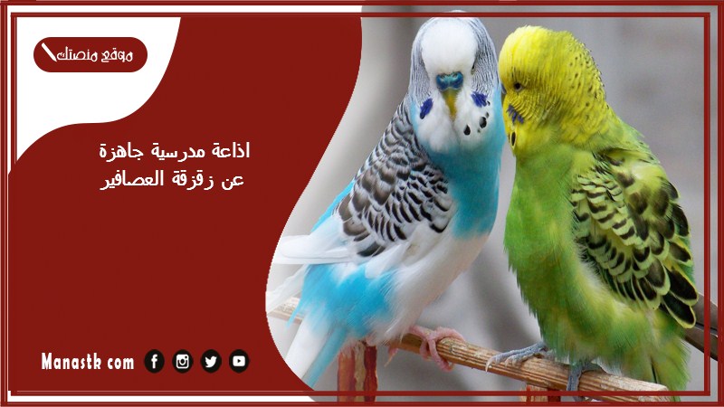 اذاعة مدرسية جاهزة عن زقزقة العصافير كاملة الفقرات بالمقدمة والخاتمة