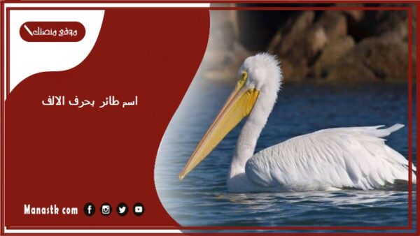 اسم طائر بحرف الالف أ 2025 لعبة اسم حيوان من طيور بحرف أ