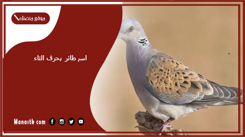 اسم طائر بحرف التاء ت 2025 لعبة اسم حيوان من طيور بحرف ت