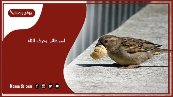 اسم طائر بحرف الثاء ث 2025 لعبة اسم حيوان من طيور بحرف ث
