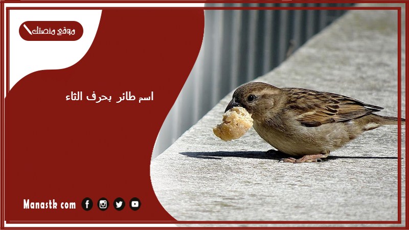 اسم طائر بحرف الثاء ث 2025 لعبة اسم حيوان من طيور بحرف ث