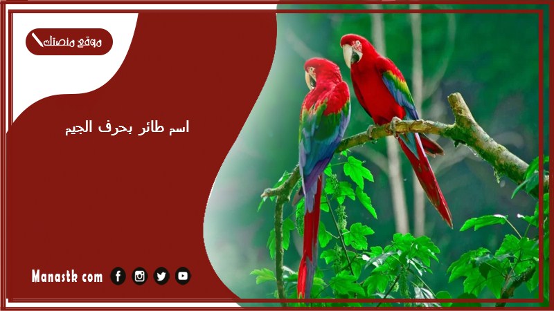 اسم طائر بحرف الجيم ج 2025 لعبة اسم حيوان من طيور بحرف ج
