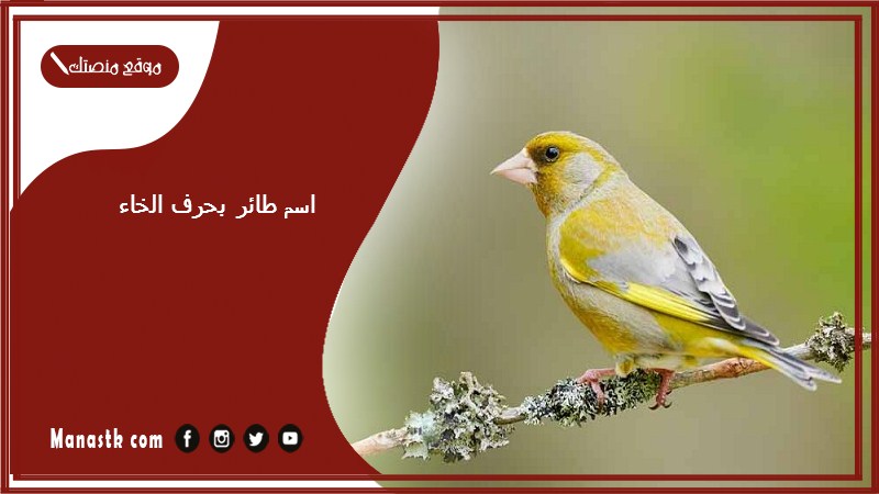 اسم طائر بحرف الخاء خ 2025 لعبة اسم حيوان من طيور بحرف خ