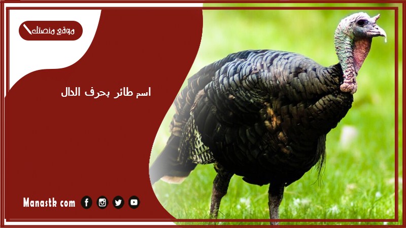 اسم طائر بحرف الدال د 2025 لعبة اسم حيوان من طيور بحرف د