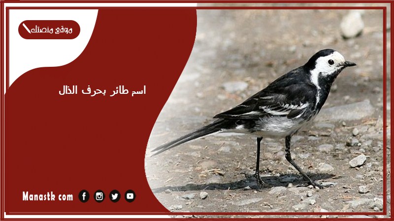 اسم طائر بحرف الذال ذ 2025 لعبة اسم حيوان من طيور بحرف ذ