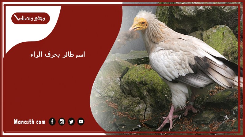 اسم طائر بحرف الراء ر 2025 لعبة اسم حيوان من طيور بحرف ر