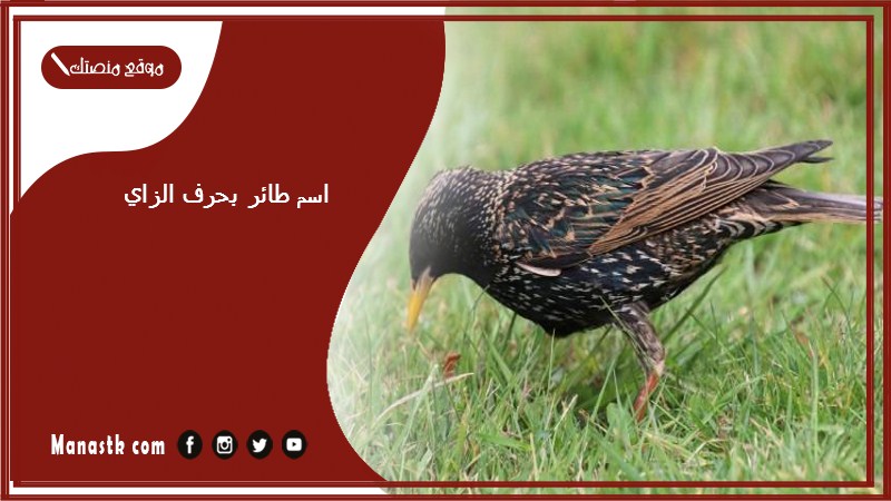 اسم طائر بحرف الزاي