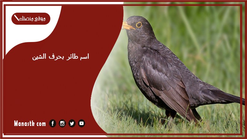 اسم طائر بحرف الشين ش 2025 لعبة اسم حيوان من طيور بحرف ش