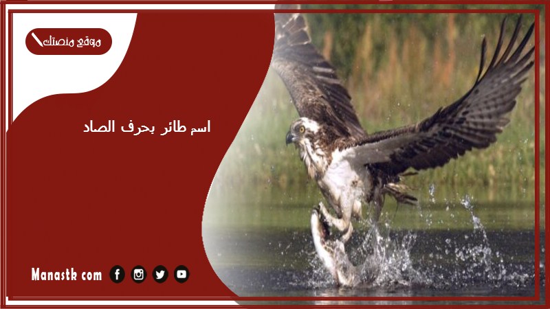 اسم طائر بحرف الصاد