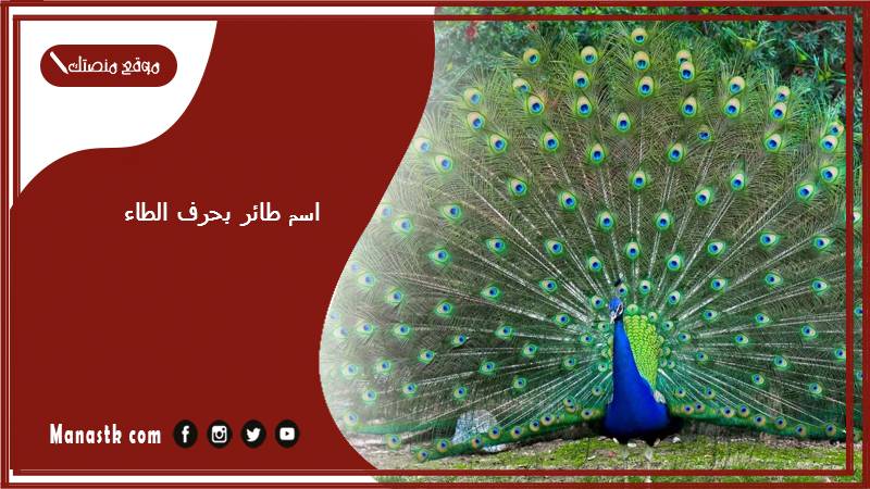 اسم طائر بحرف الطاء ط 2025 لعبة اسم حيوان من طيور بحرف ط