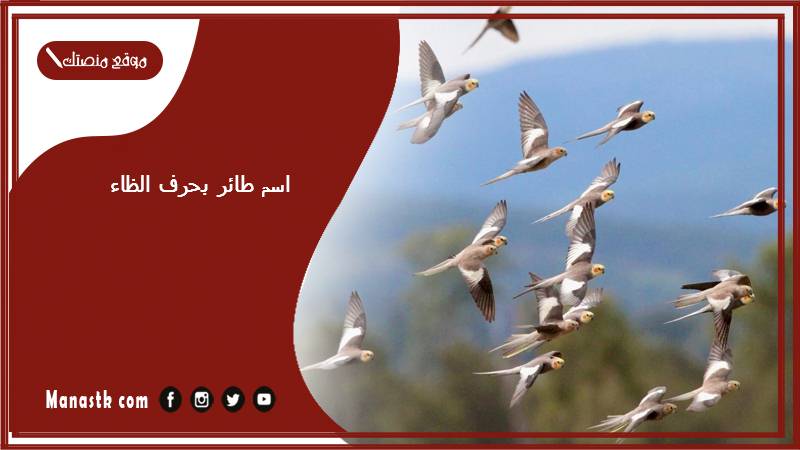 اسم طائر بحرف الظاء ظ 2025 لعبة اسم حيوان من طيور بحرف ظ