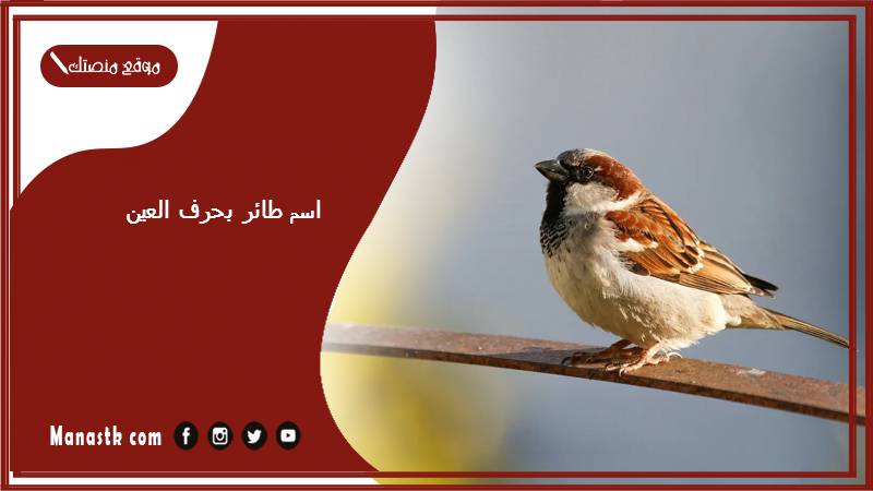 اسم طائر بحرف العين ع 2025 لعبة اسم حيوان من طيور بحرف ع