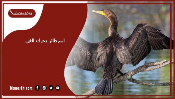 اسم طائر بحرف الغين غ 2025 لعبة اسم حيوان من طيور بحرف غ