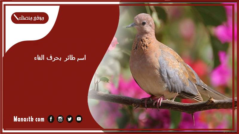 اسم طائر بحرف الفاء ف 2025 لعبة اسم حيوان من طيور بحرف ف