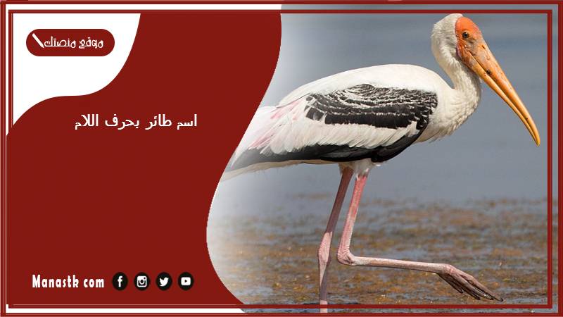 اسم طائر بحرف اللام ل 2025 لعبة اسم حيوان من طيور بحرف ل