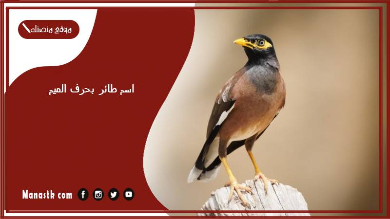 اسم طائر بحرف الميم م 2025 لعبة اسم حيوان من طيور بحرف م