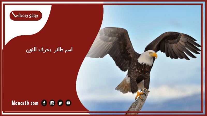 اسم طائر بحرف النون ن 2025 لعبة اسم حيوان من طيور بحرف ن