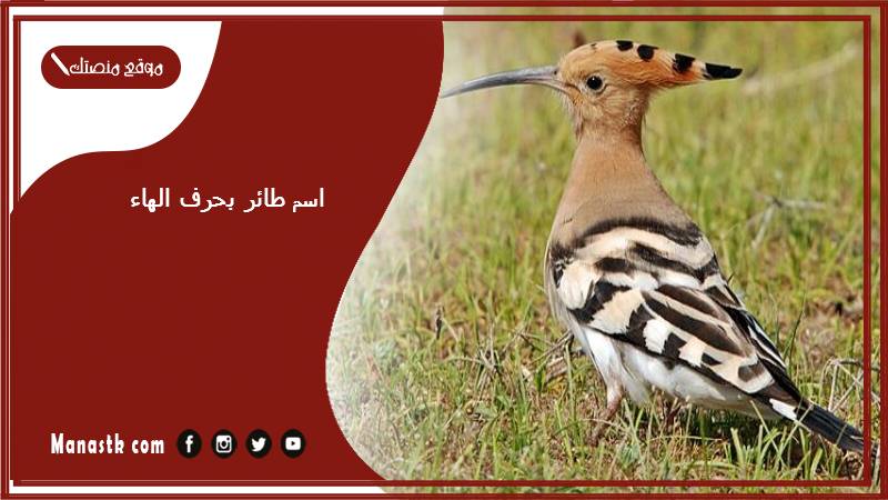 اسم طائر بحرف الهاء ه 2025 لعبة اسم حيوان من طيور بحرف ه