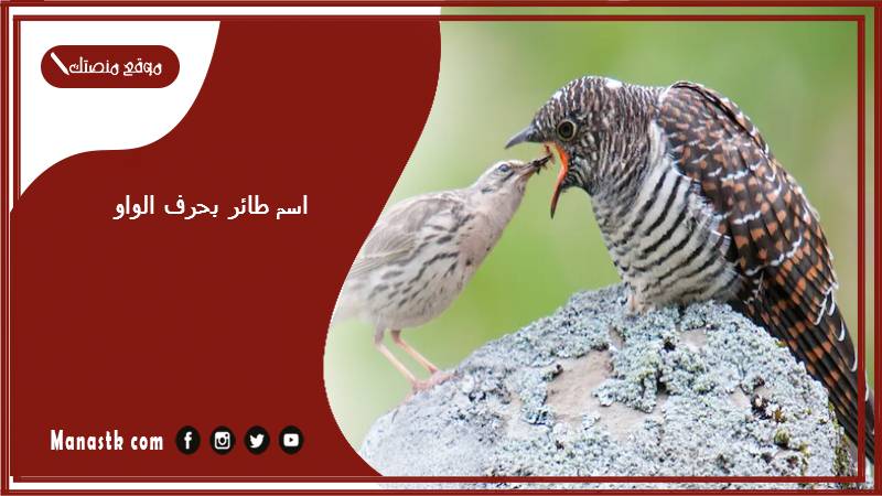 اسم طائر بحرف الواو و 2025 لعبة اسم حيوان من طيور بحرف و